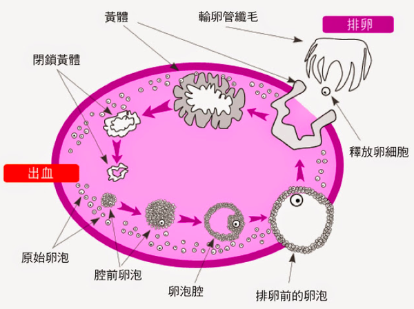 排卵期排卵的图片图片 开码咯www Kaimalo Com