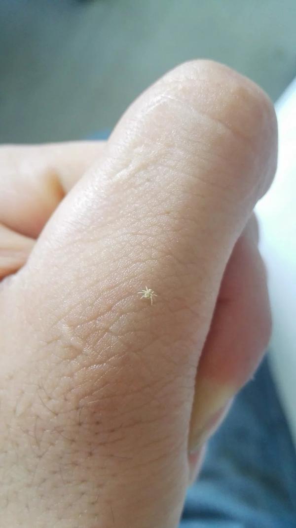 偶尔发现一只超级小的蜘蛛趴在我手上,超级苏… .