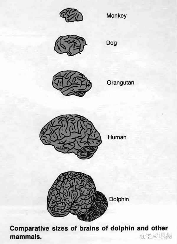 猴子,狗,猩猩,人类,海豚大脑比较,可以看出海豚大脑表面复杂程度高过