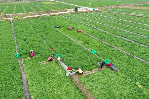 这里是朋塘村500亩西洋菜生产基地,种植专供港澳的旱地西洋菜.