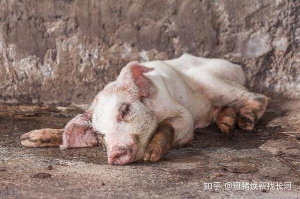 母猪焕新找长河|猪链球菌病来势凶猛,养猪人可要当心了