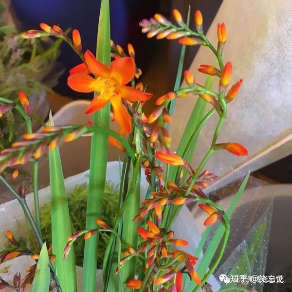 花艺师养成记 必备工具 火焰兰花型小而美,四散飞舞的花径,与万代兰