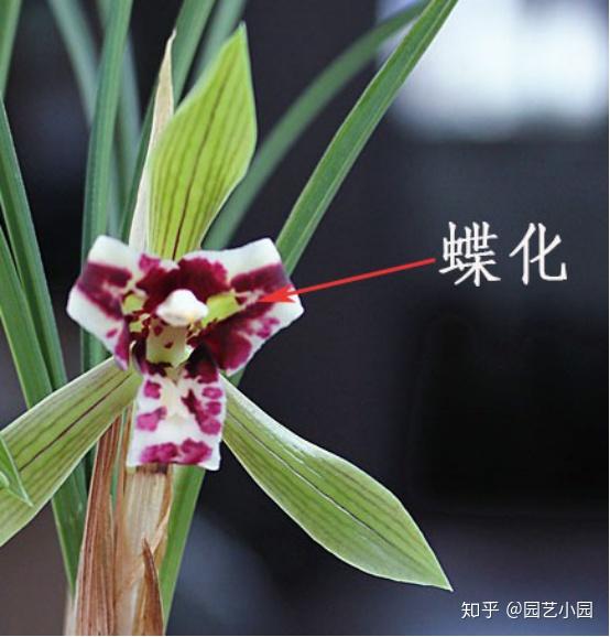 春兰珍蝶)红花荷型外蝶3,奇花兰花花朵一般有6个花被(3个萼片,2个捧瓣