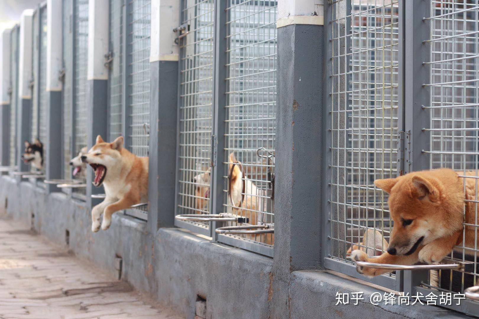 购买一只小柴犬要注意避免选择星期狗锋尚犬舍主理人手把手科普教学