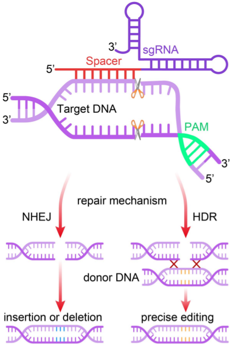 神奇剪刀crisprcas9改写生命剧本