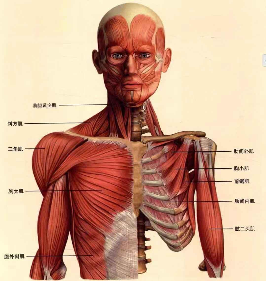 健身小白器械入门一:胸部训练