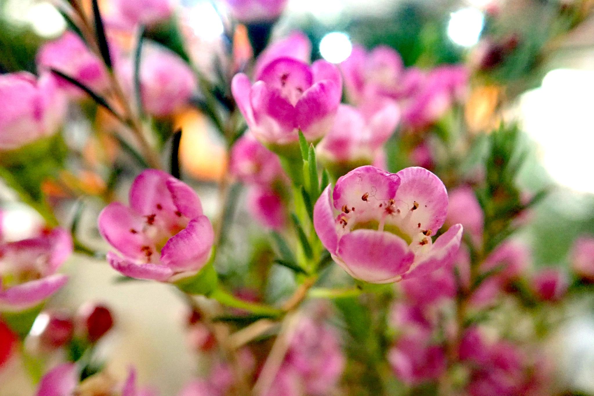 植库冬天的第一束花澳洲蜡梅