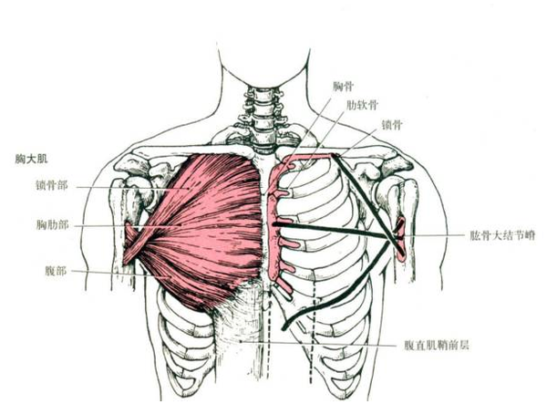 可以看到, 胸肌下部一端连接在肋骨上,一边反向连接肱骨大结节嵴