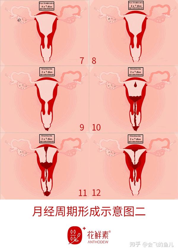 【花鲜素小常识】月经血脏