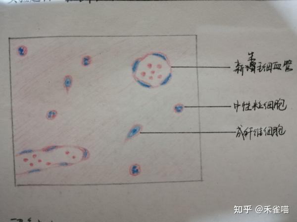 组胚学与病理学实验红蓝铅笔报告册