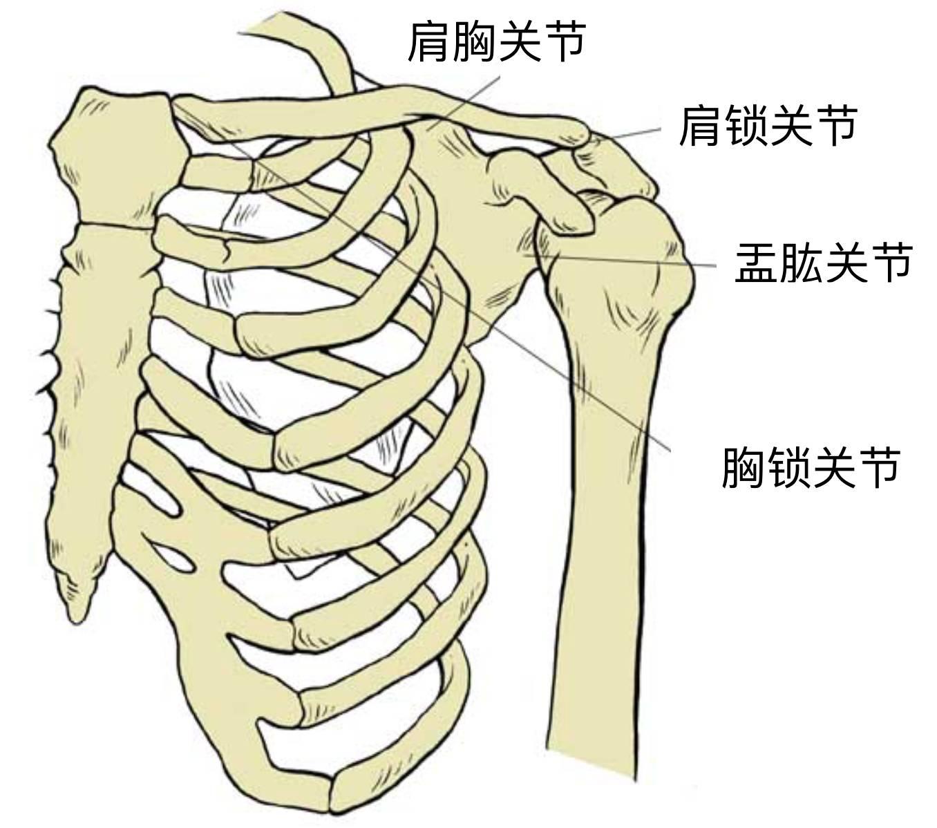 ▼肩关节共由四个关节组成:孟肱关节,肩锁关节,肩胸关节,胸锁关节▼