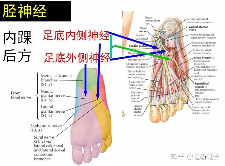 坐骨神经痛的症状和治疗方法