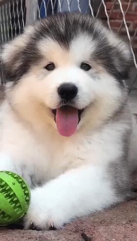 萌宠百科阿拉斯加雪橇犬alaskanmalamute