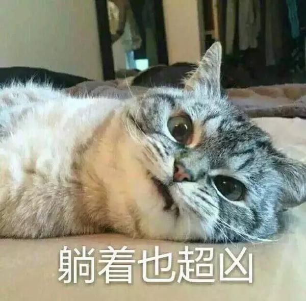 最近存了点喵的表情包 闲得无聊发了几个超凶的给他