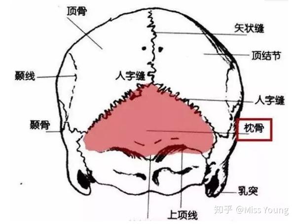 满族人喜欢睡硬枕头,这样就会导致枕骨发育不了,进而导致扁头.