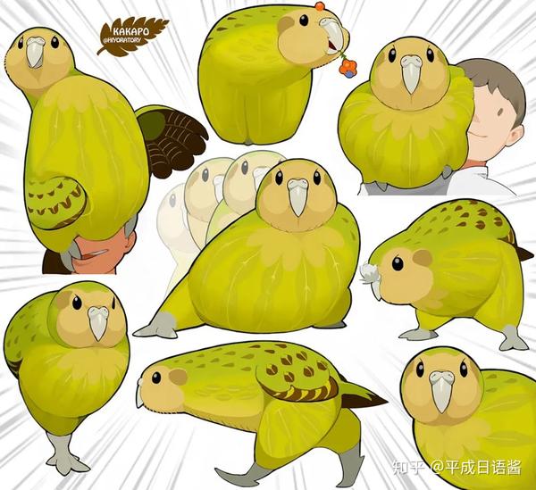 鸮鹦鹉▼