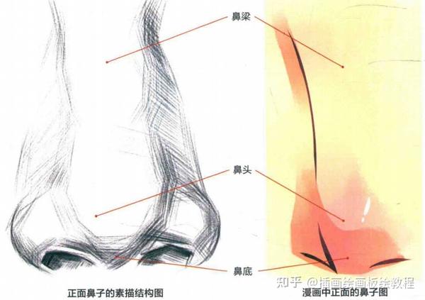 【绘画教程】动漫鼻子怎么画?新手向各种角度的鼻子画法教程!