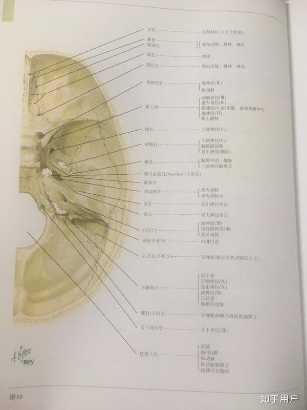 刚开始学系解学到颅骨那里感觉有点搞不清蝶骨和筛骨的位置名词也有