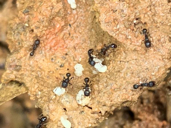 蚁穴被挖开后,蚂蚁们忙着把藏着的宝贝搬家