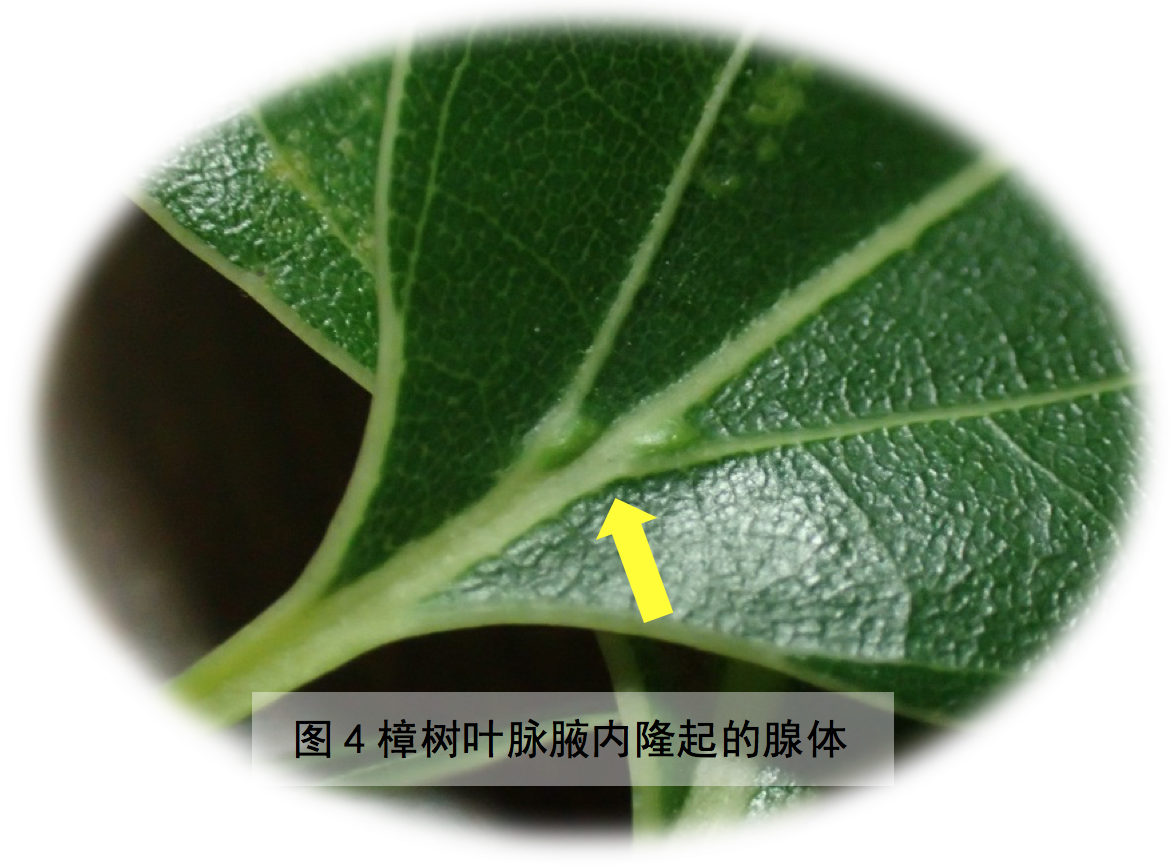 怎样学习辨认身边的植物? - 知乎