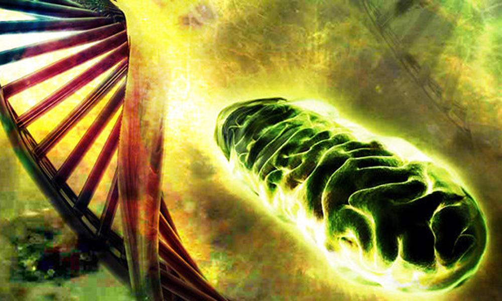 线粒体夏娃:人类起源于非洲?