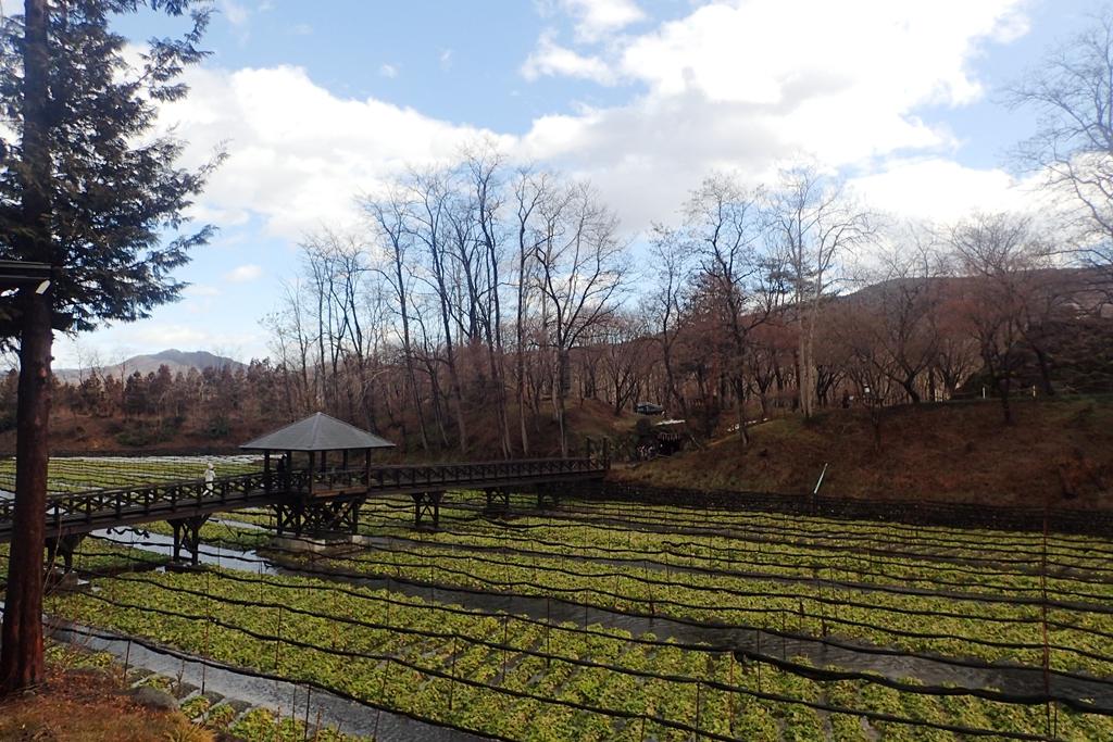 辣根、山葵、芥末的区别是什么?