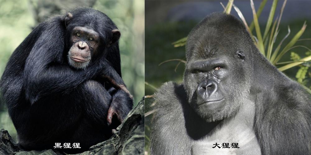 历史年鉴: 人类从猿到人的这几百万年! - 知乎
