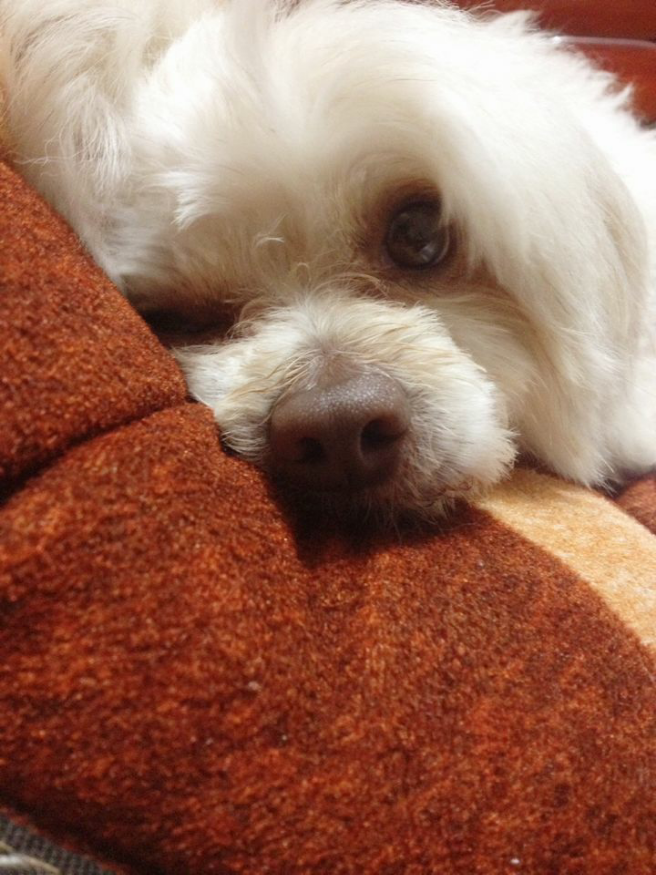 做梦哭醒是怎样的一种体验? - 瑞恩的回答 - 知