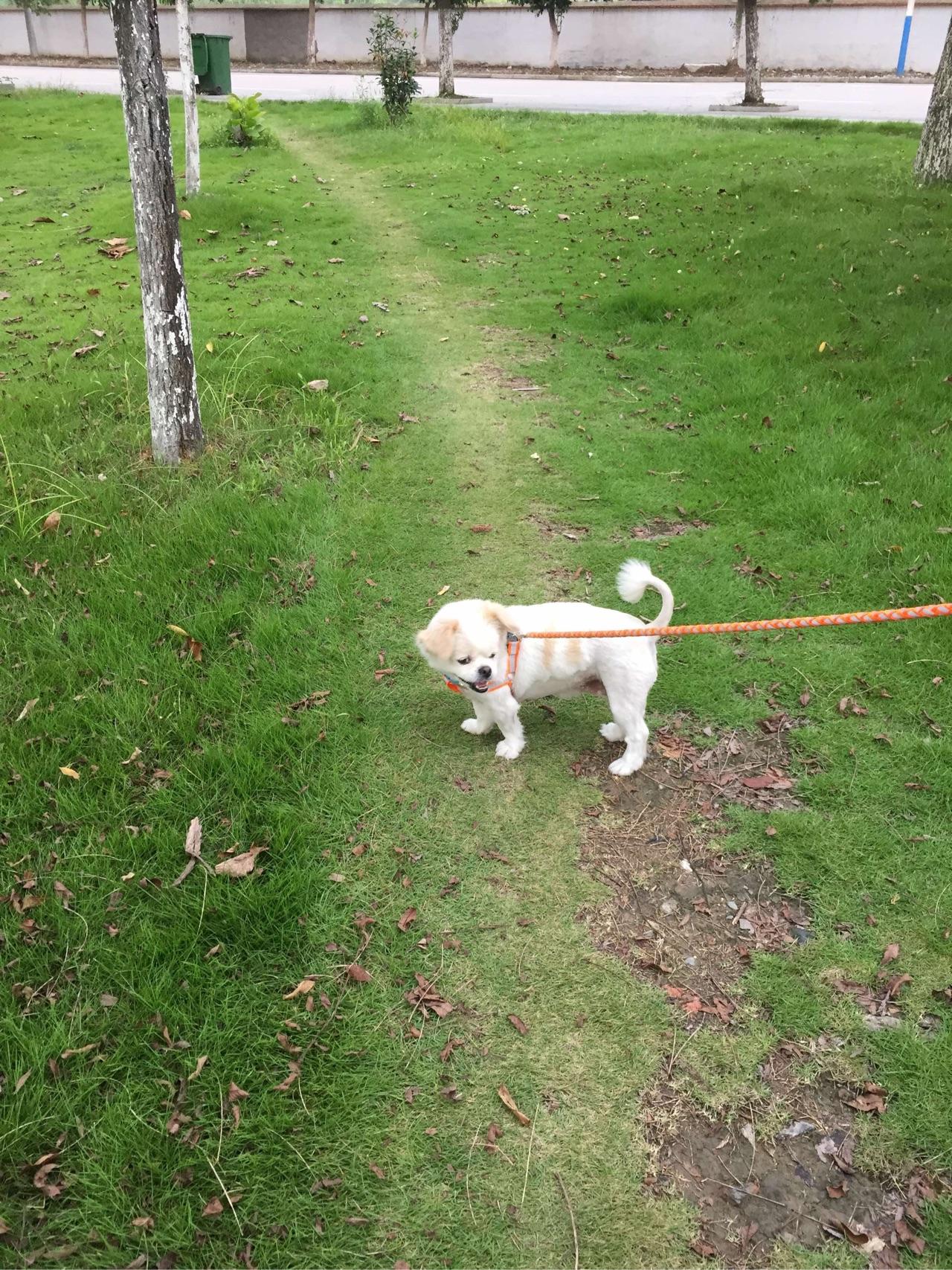 我家狗狗丢了,很多年的亲人,求大师一定给点线