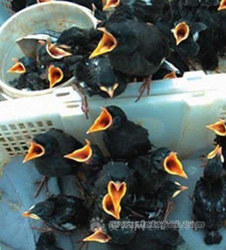 小米手机用久了仍然会卡顿,无法像iPhone那样