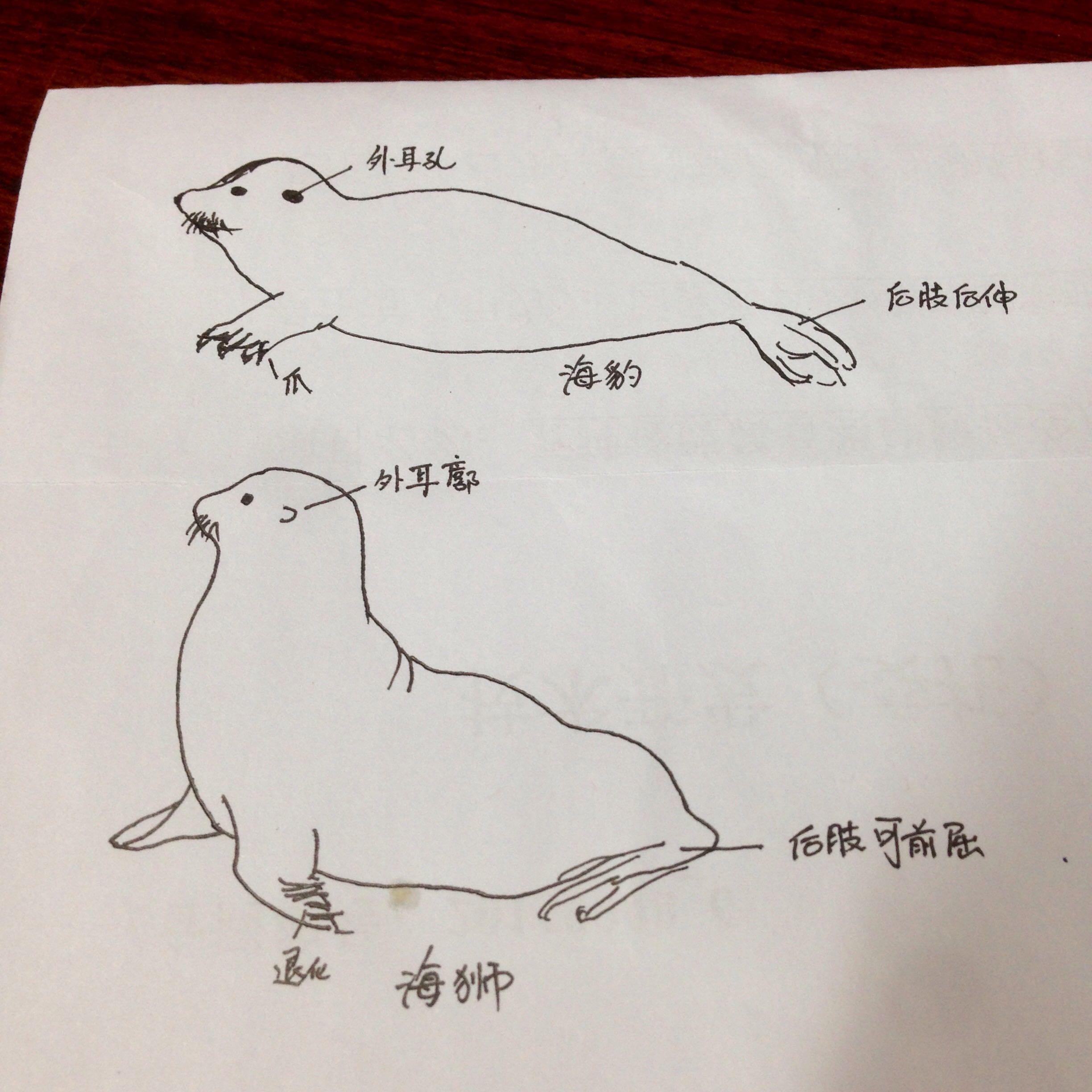 海狗,海狮,海豹,我觉得都长一个样,怎么区分啊? - 知乎