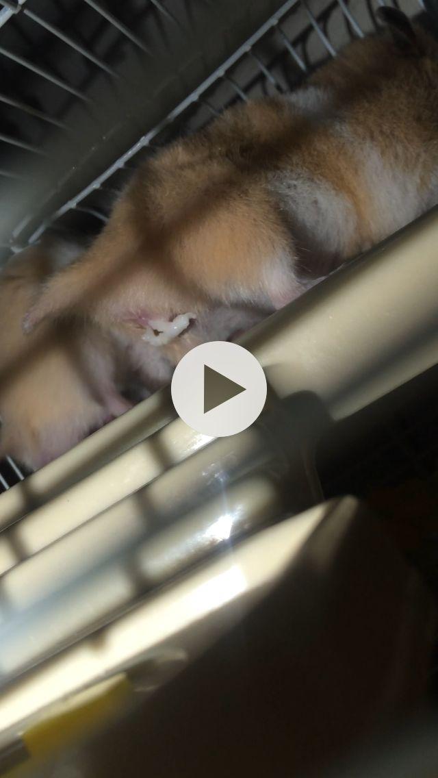 小老鼠是如何交配的?