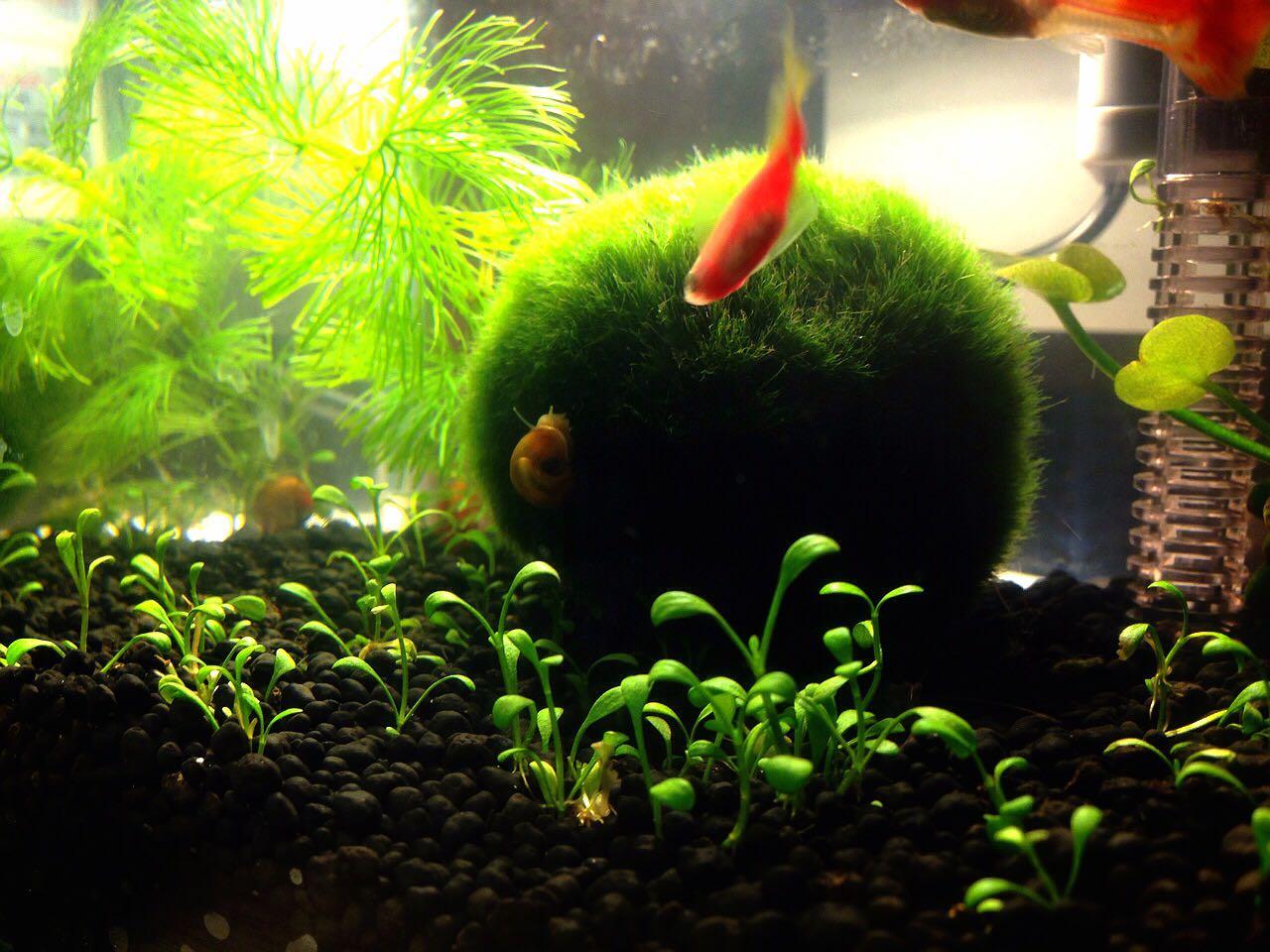 养什么鱼可以不用氧气泵?