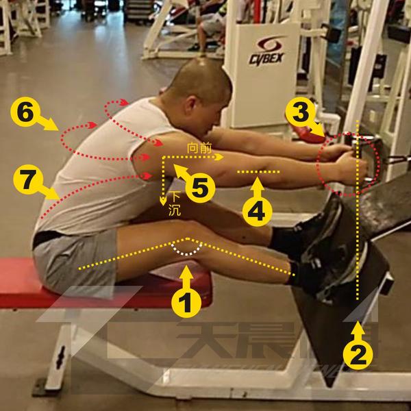 它主要由背阔肌,斜方肌,竖脊肌,菱形肌,冈下肌,大圆肌,小圆肌等肌肉