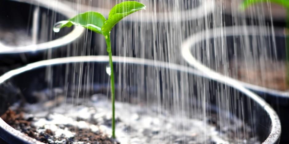 自然植物吸收氧气