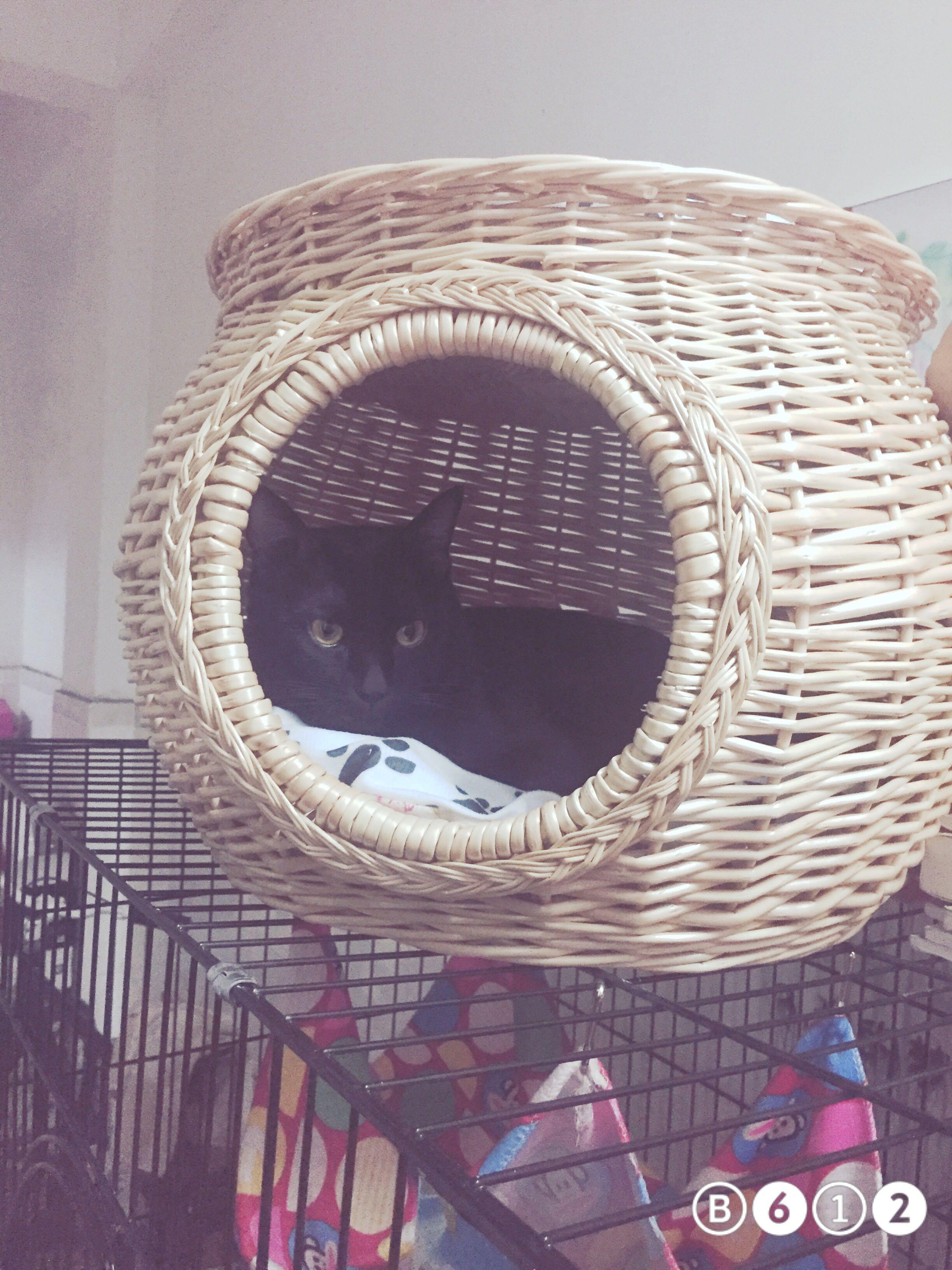 猫记仇吗? - 王羽君的回答 - 知乎