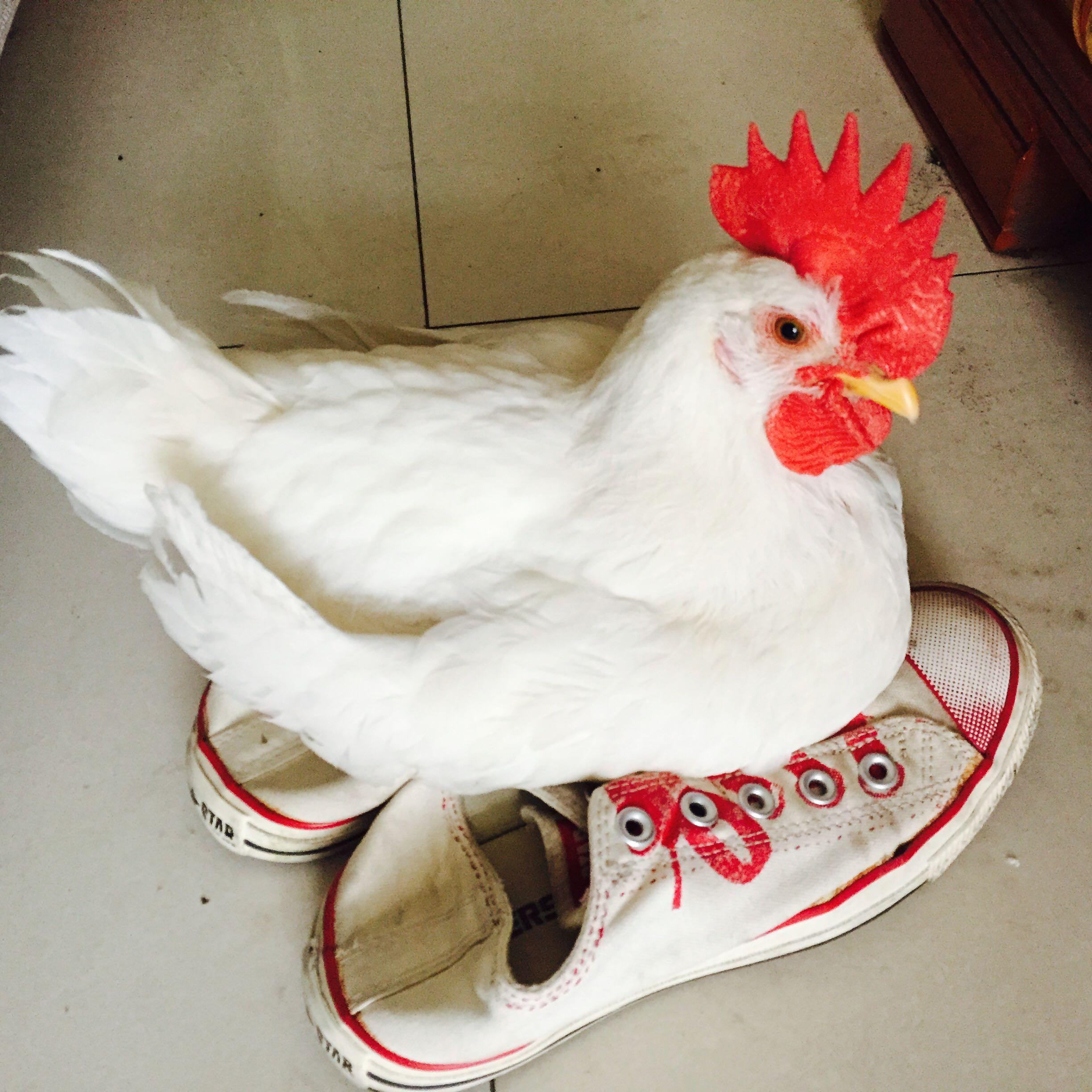 广东有名的白切鸡制作过程是什么？ - 知乎