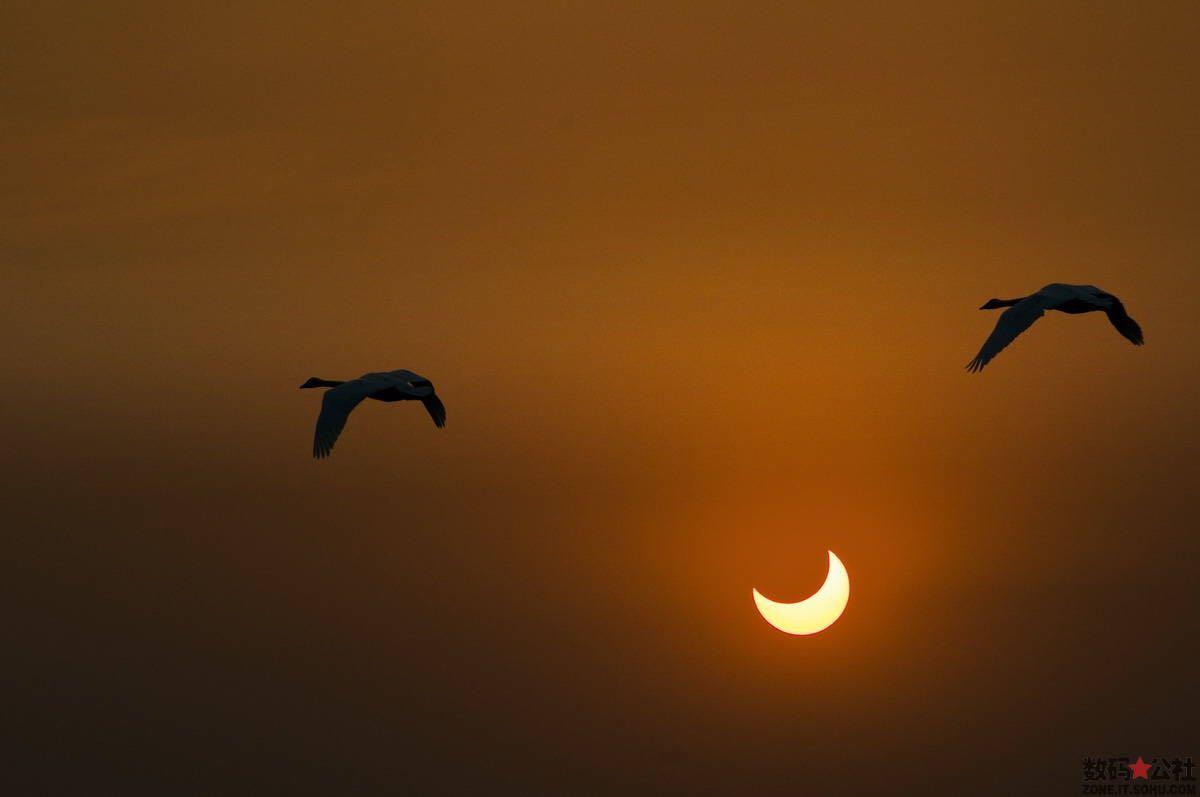 猫智商不高,人类却总是想象猫的各种「高冷」