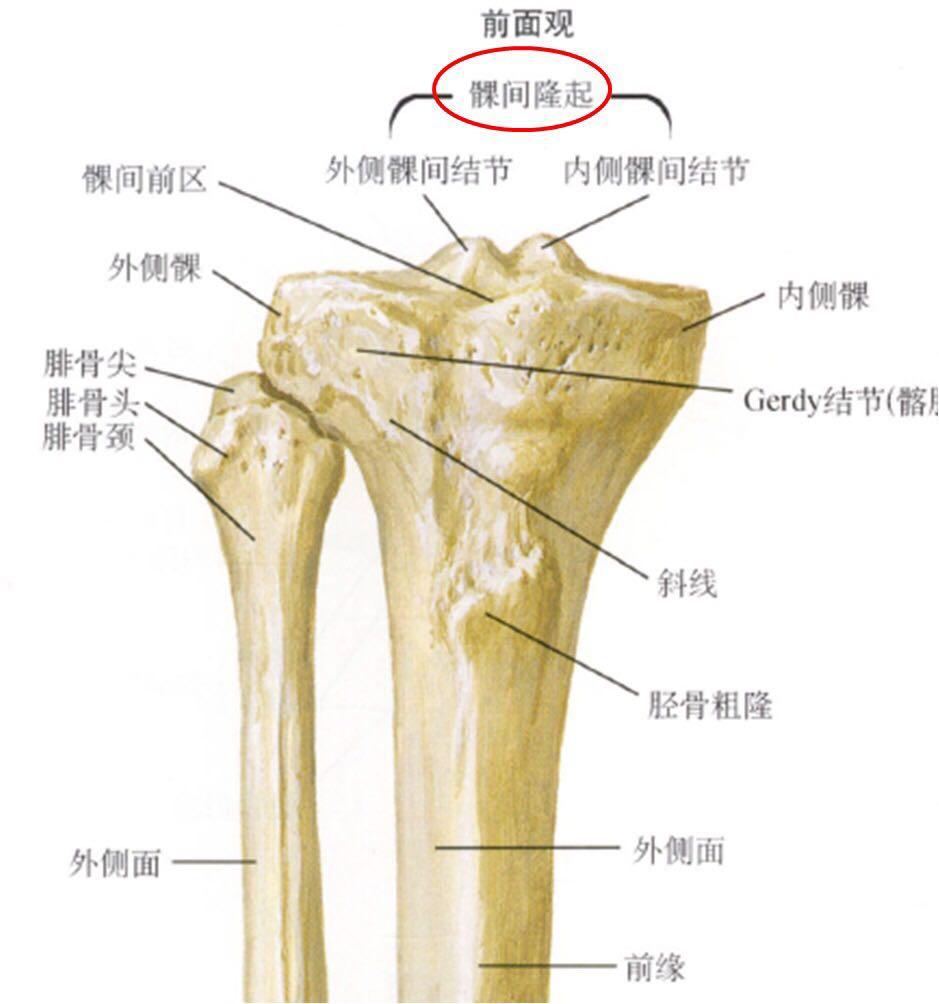 左胫骨髁间隆突图片