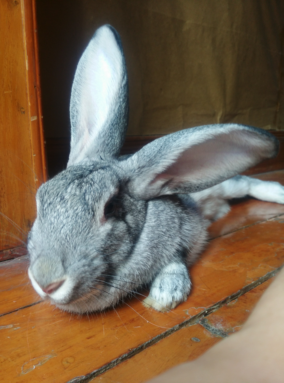 猫和兔子能在一起养吗? - 刘慧琳的回答 - 知乎