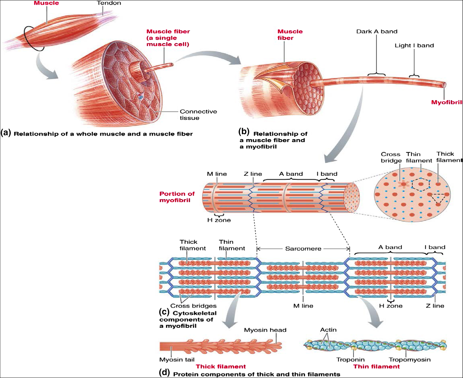 NSCA1 运动科学 1 肌肉、神经和骨骼系统的结构和功能 - 知乎