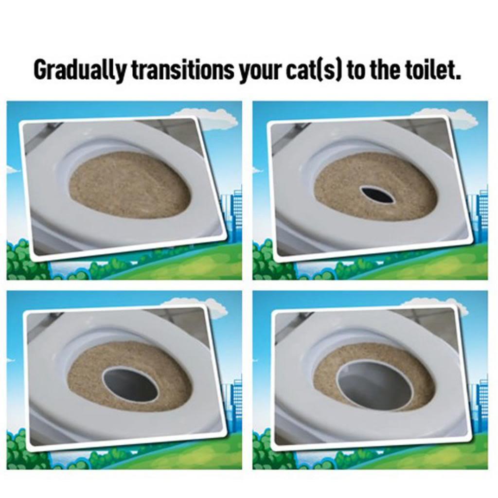 如何训练你的猫在马桶上厕所？厕所训练全攻略_座椅