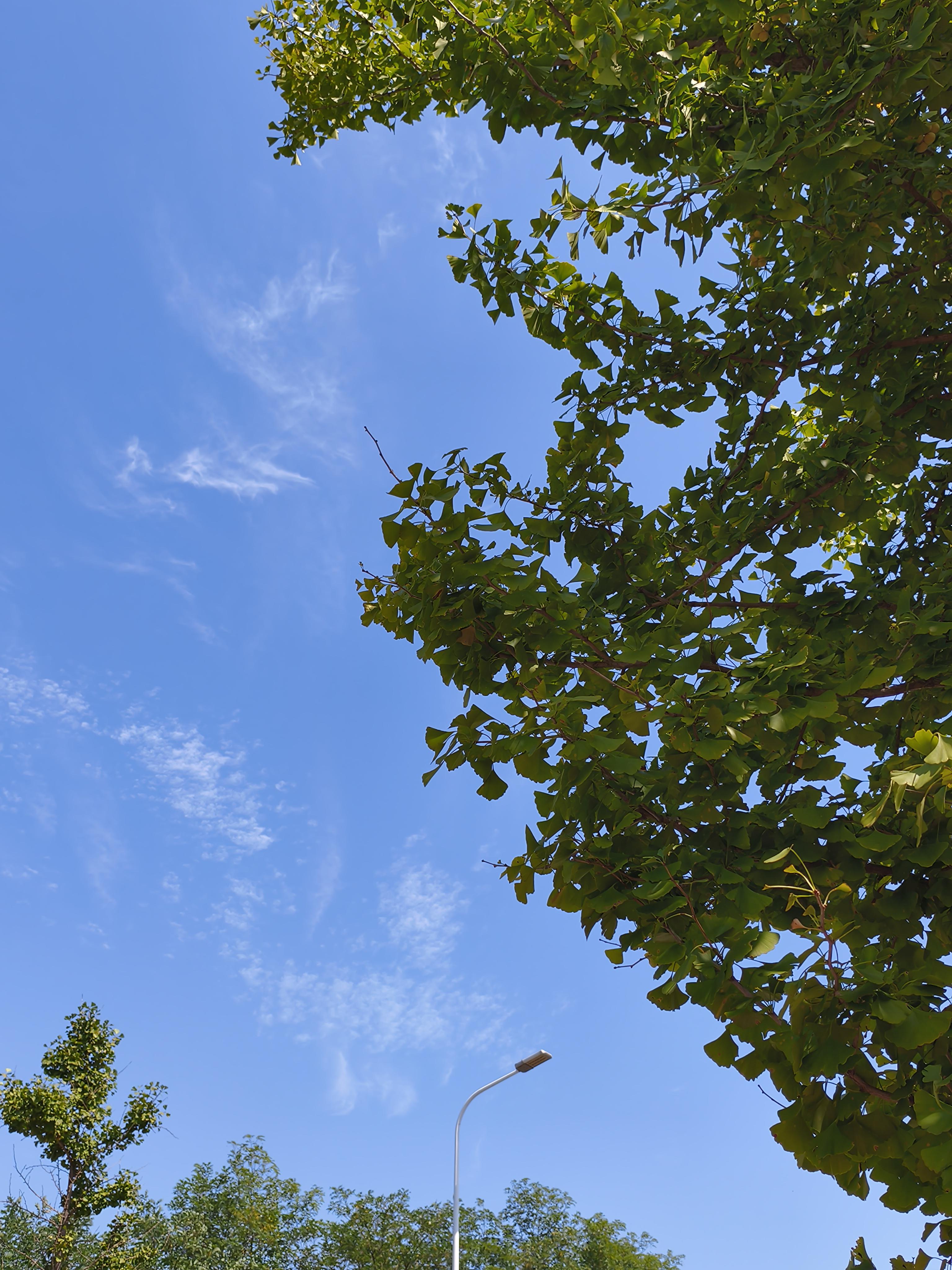 吾是谁 的想法: 晴空万里 绿树掩映