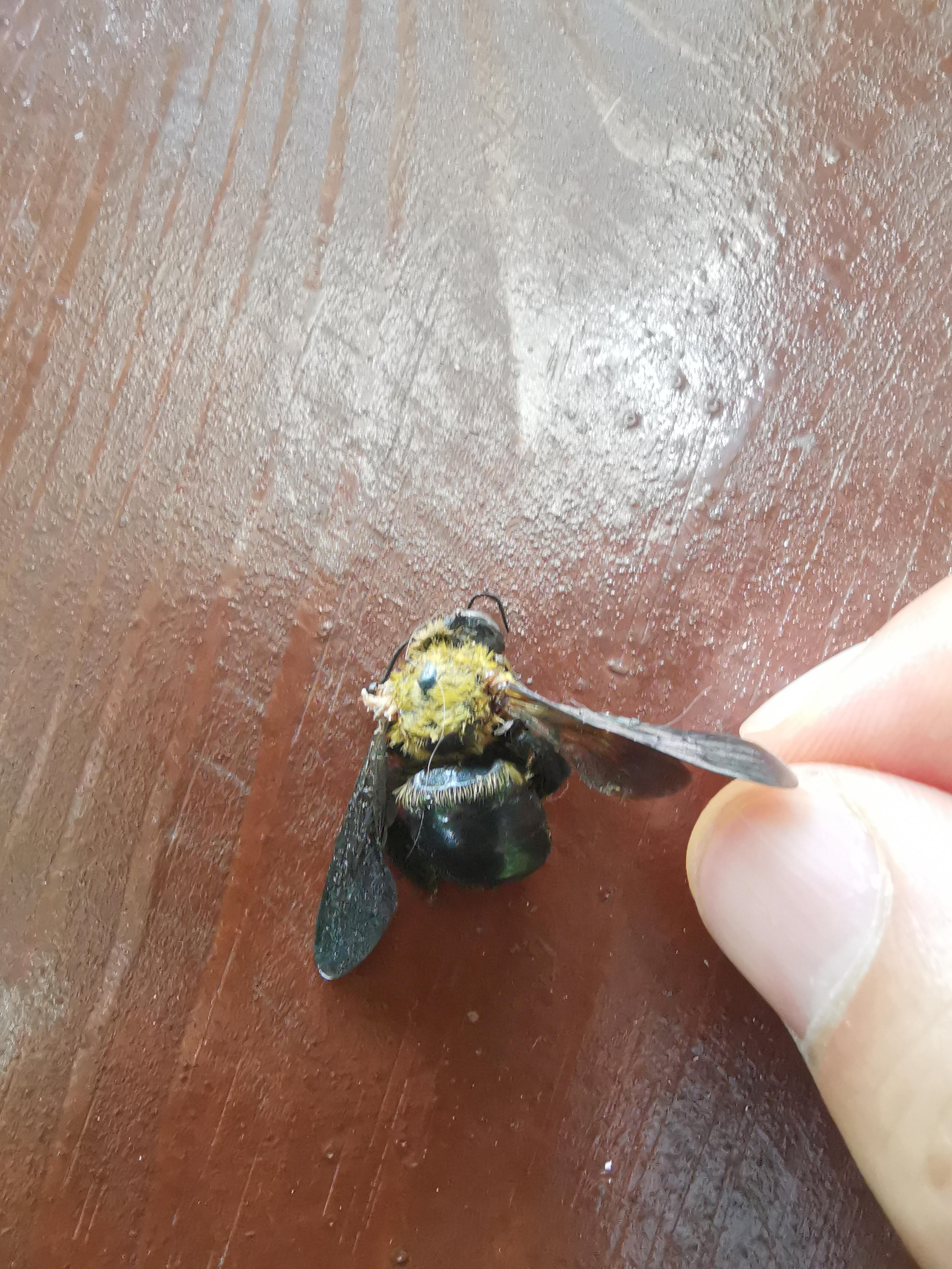 我们当地俗称葫芦头蜂(有一句俗话:葫芦头蛰死牛),不知道真实的学名叫