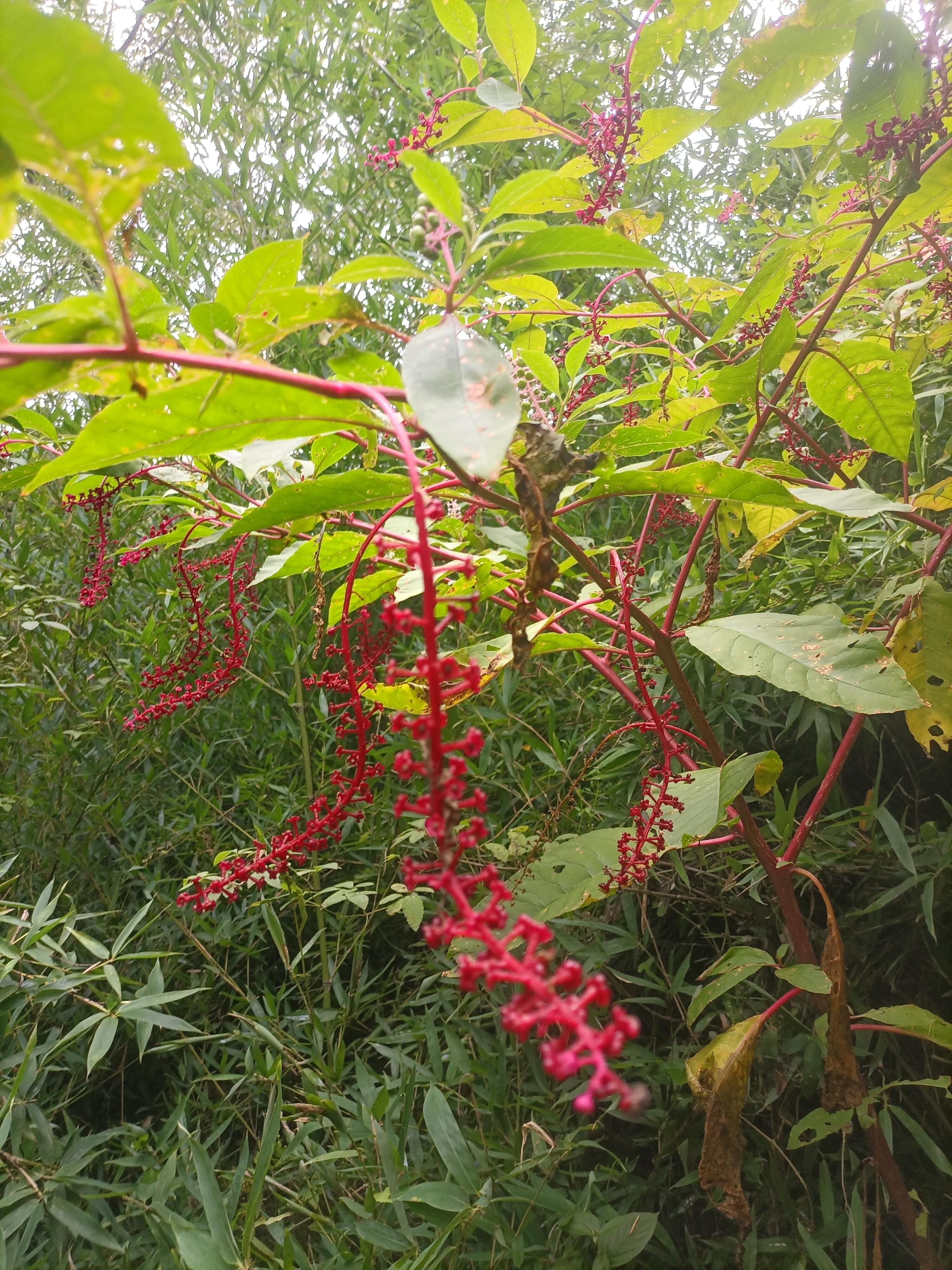 垂序商陆,是一种大型毒草,其幼苗粗壮的像是一