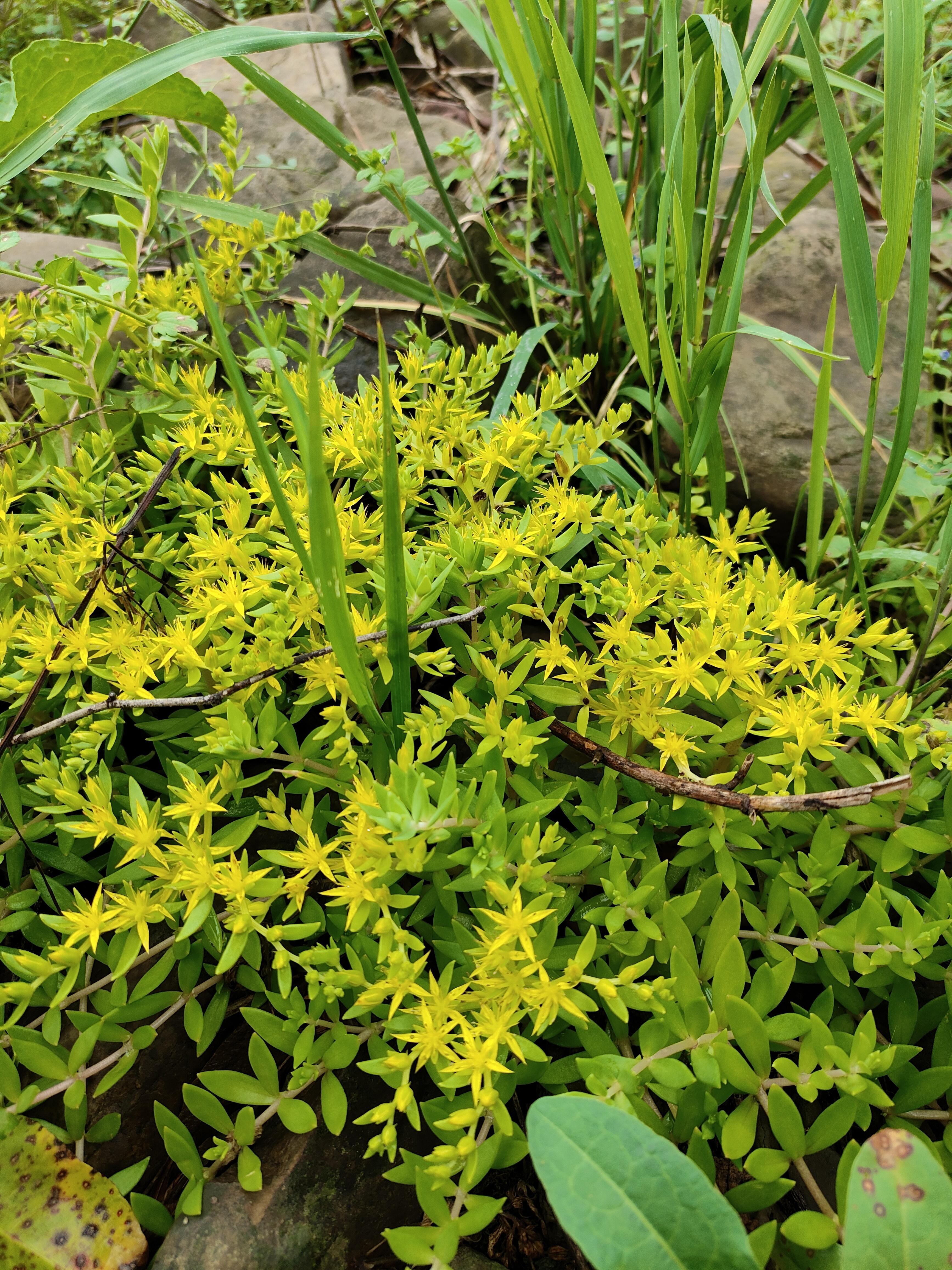 当第一缕春风轻拂大地,春天的脚步便悄然来临