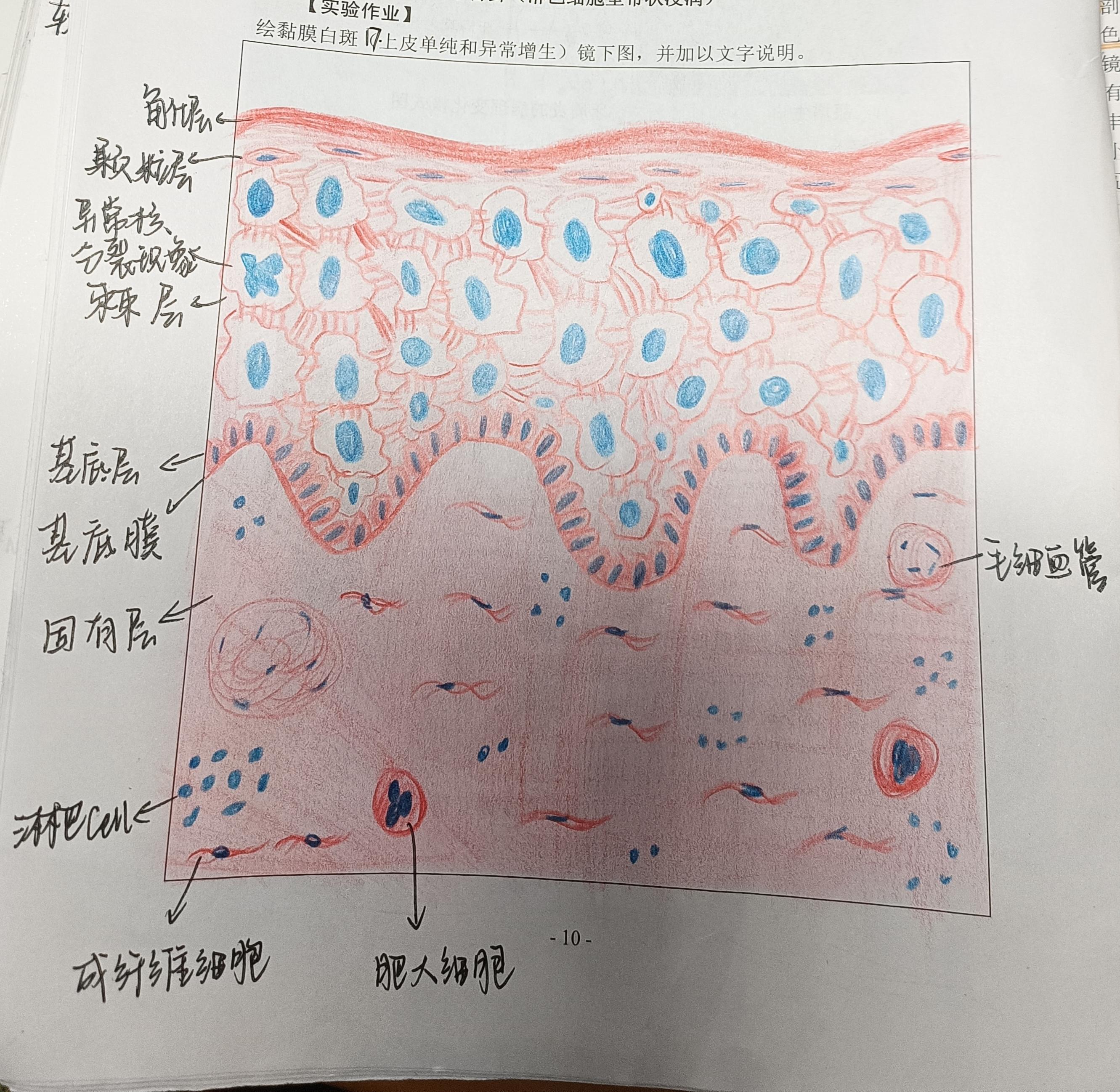 白喉红蓝铅笔手绘图图片