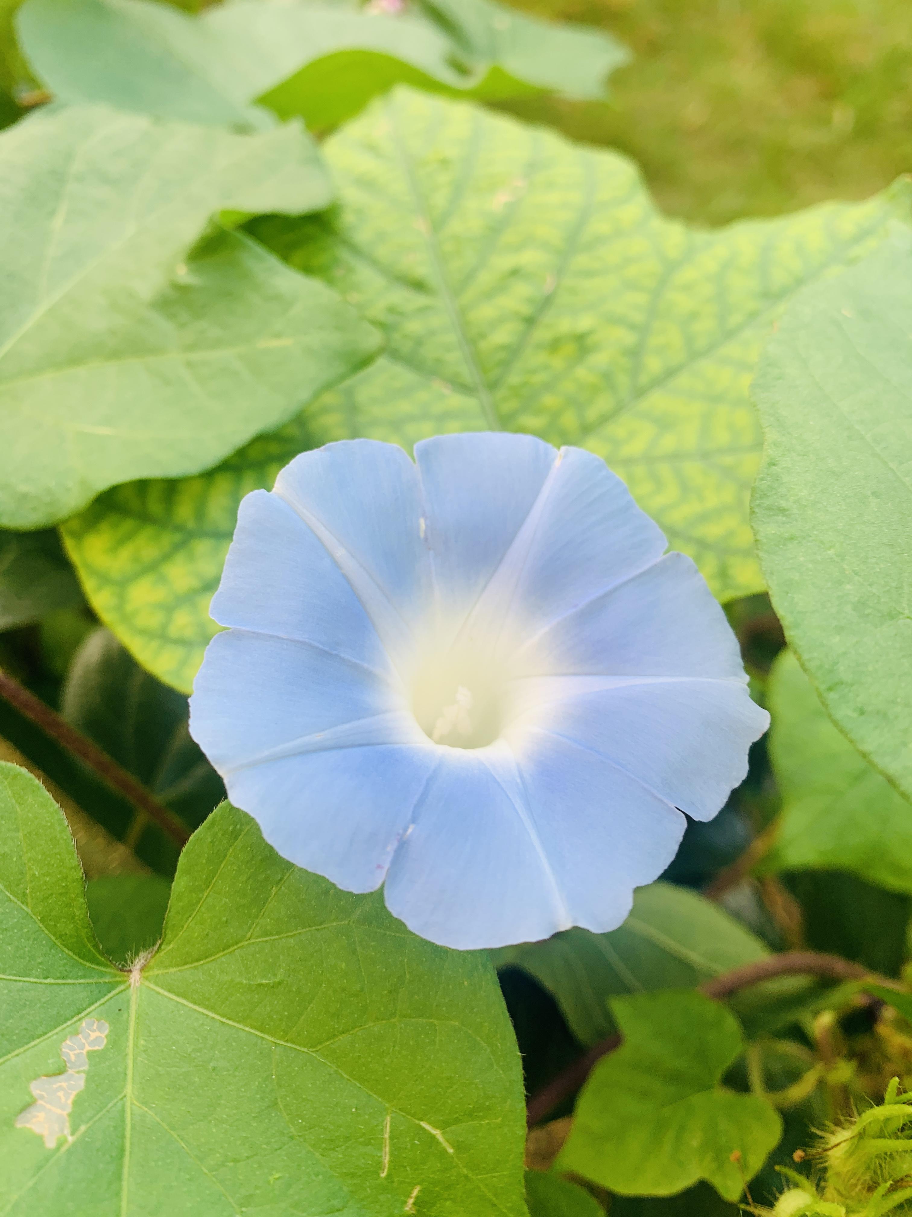 浅陌倾城 的想法: 你们见过夕颜花吗?知道她的寓意吗?