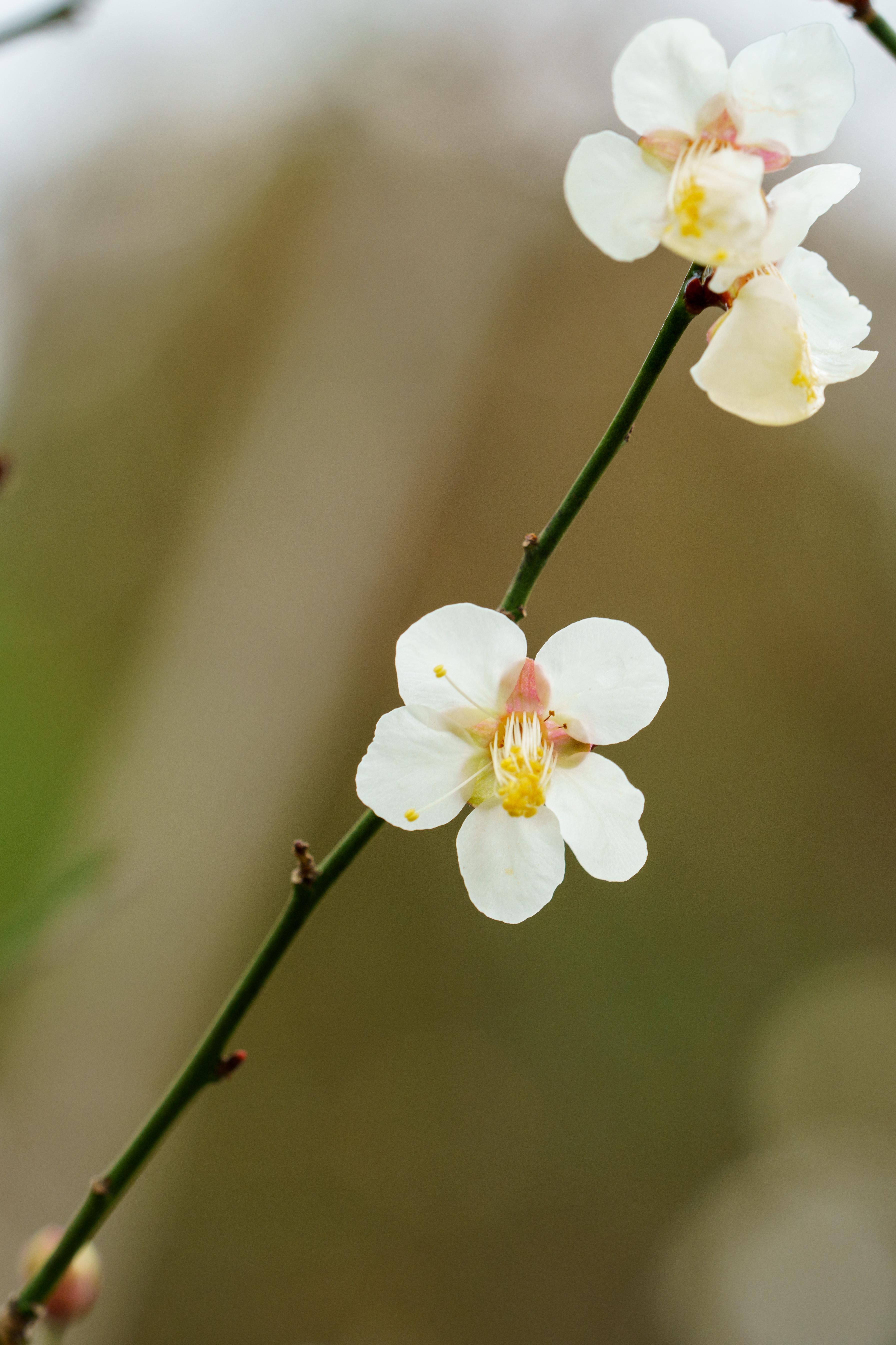 没花的照片图片