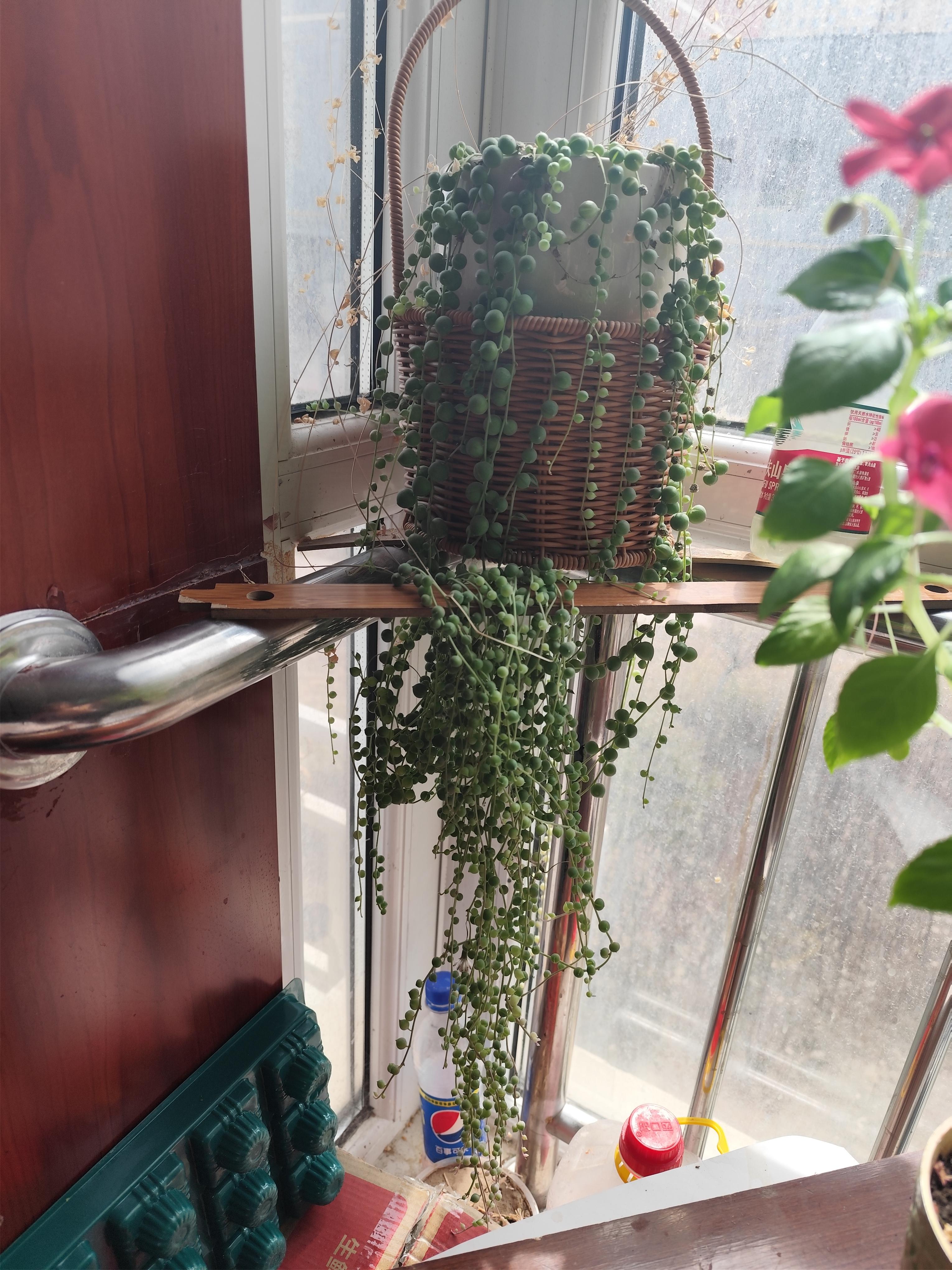 幸福人生 的想法: 我养的小花 | 玻璃翠这种花只要阳光充足了,它一直